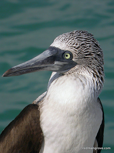 Ecuador-Galapagos-Three Islands Hopper - Darwin's Triangle